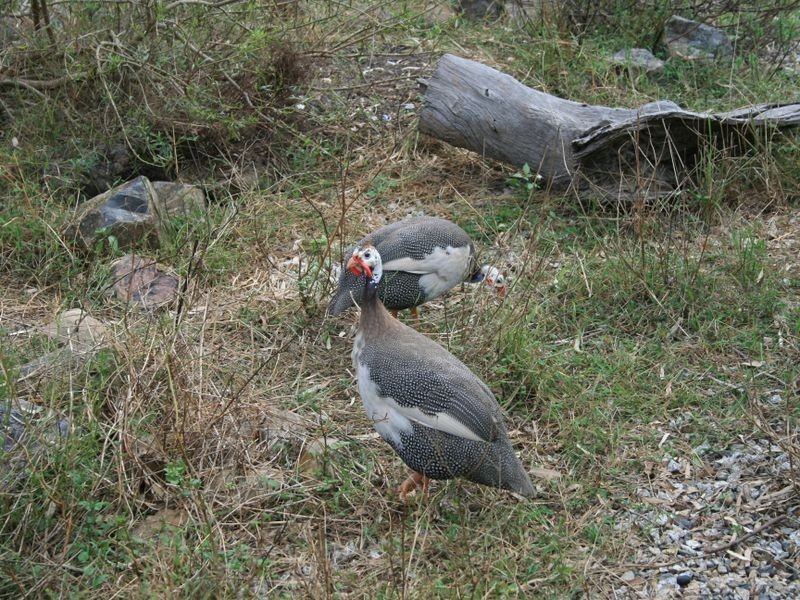 250 HAZELDENE RD PRATTEN, Warwick QLD 4370