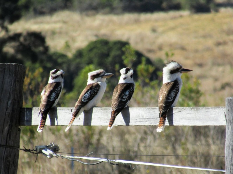 539 O’Mara Road, Mount Colliery QLD 4370