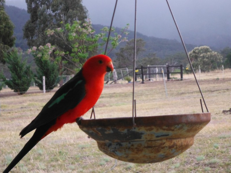 539 O’Mara Road, Mount Colliery QLD 4370