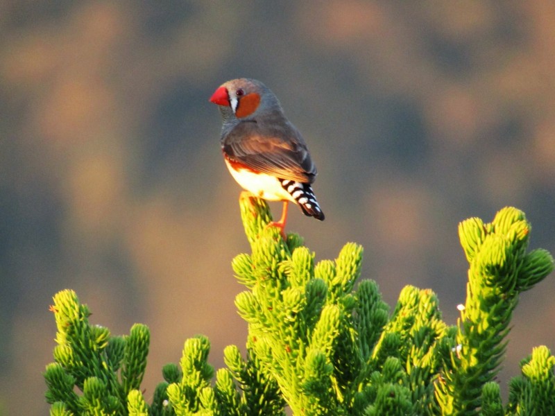 539 O’Mara Road, Mount Colliery QLD 4370