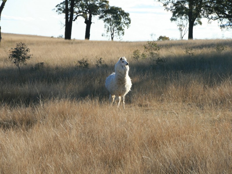 Lot 236 Loloma Road, Warwick QLD 4370