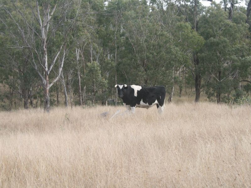 Warwick QLD 4370