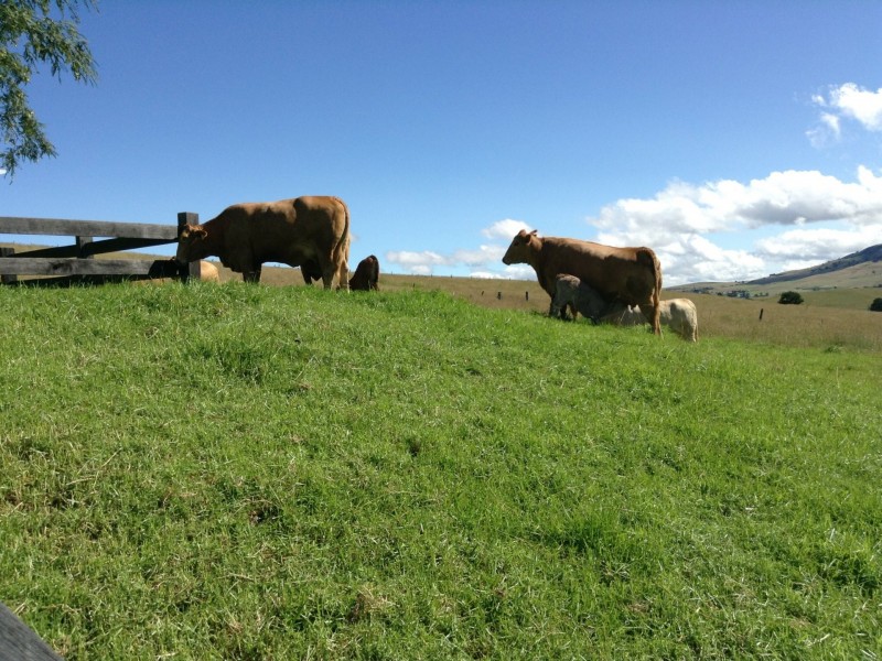 3698 Border Road, Killarney QLD 4373