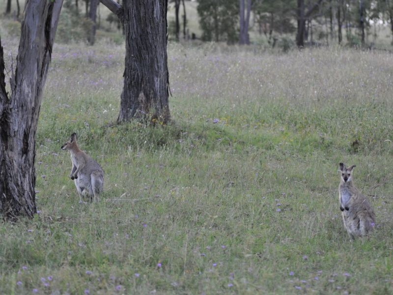 191 Iron Bark Lane, Warwick QLD 4370