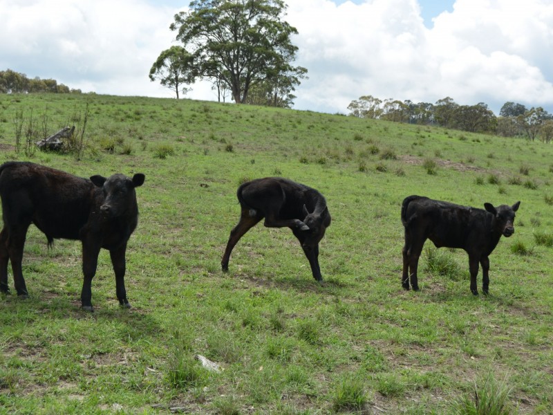 83 Lochiel Road, Dalveen QLD 4374