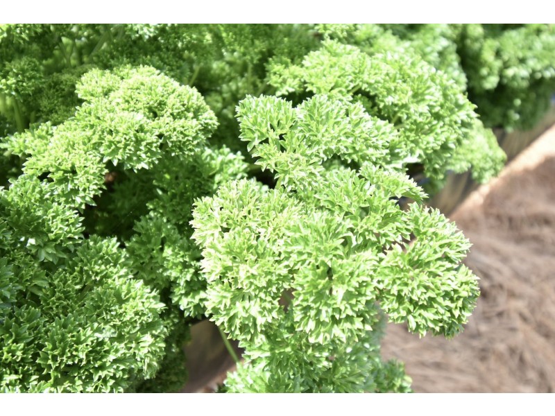 13070 Cunningham Hwy, Warwick QLD 4370