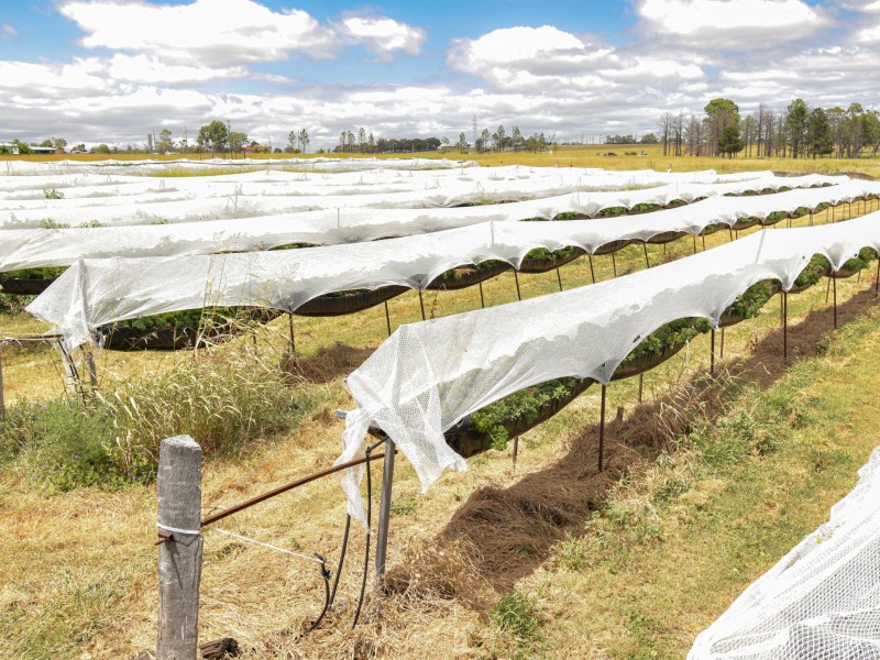 13070 Cunningham Hwy, Warwick QLD 4370