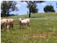 Warwick QLD 4370