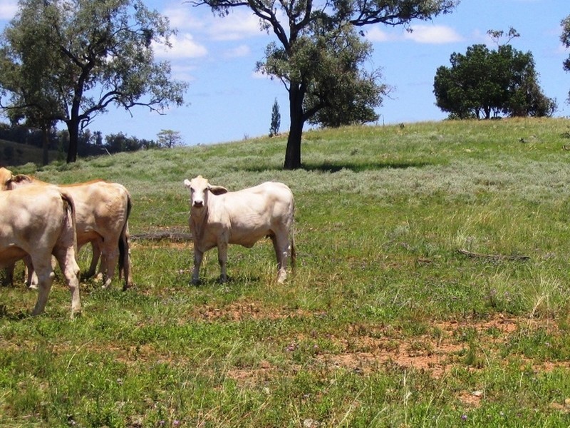 Warwick QLD 4370