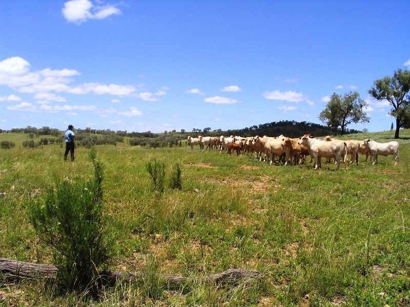 Warwick QLD 4370
