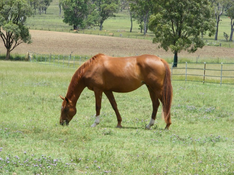 14255 Cunningham Highway, Warwick QLD 4370