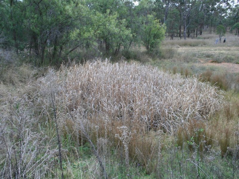 Lot 1 & 2 Thanes Creek Road Thane via, Warwick QLD 4370