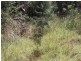 Lot 74 Dollar Bill Drive, Swanfels QLD 4371