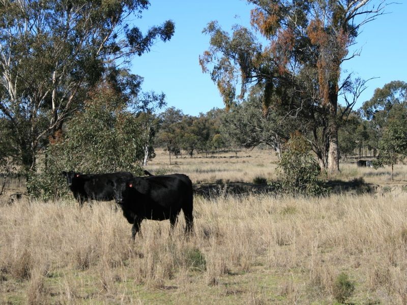 Lot 2193 Montrose Lane, Clintonvale QLD 4370