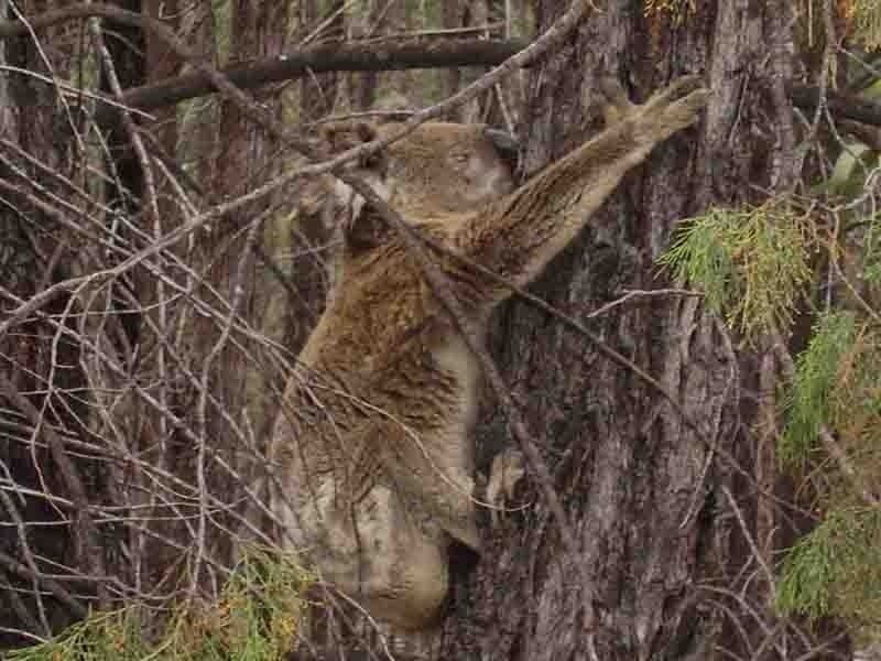 Warwick QLD 4370