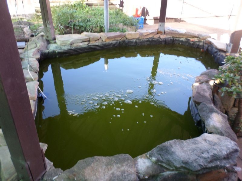 329 Canley Vale Road, Canley Heights NSW 2166