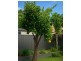 3A Glenlea street, Canley Heights NSW 2166
