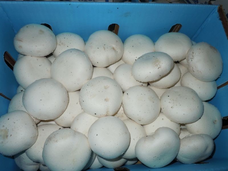 24 Reedy Road, Cattai NSW 2756