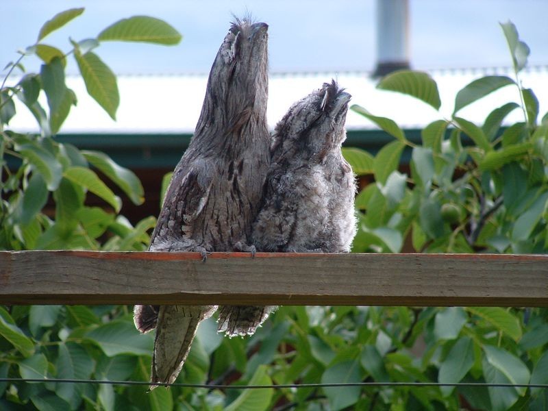 719 Old Coach Rd, Swansea TAS 7190