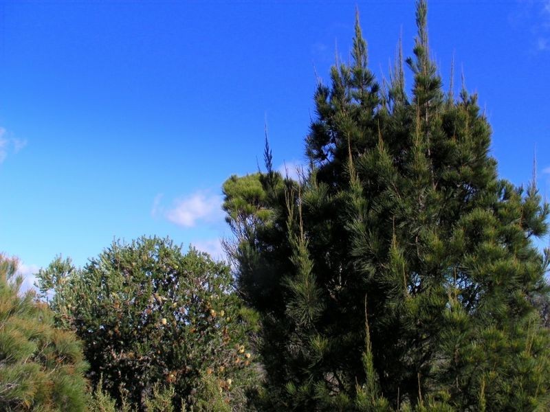 Lot 1 Yellow Sandbanks Road, Dolphin Sands TAS 7190