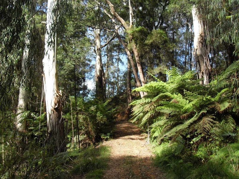 115 Gulph Creek Road, Nerrigundah NSW 2545