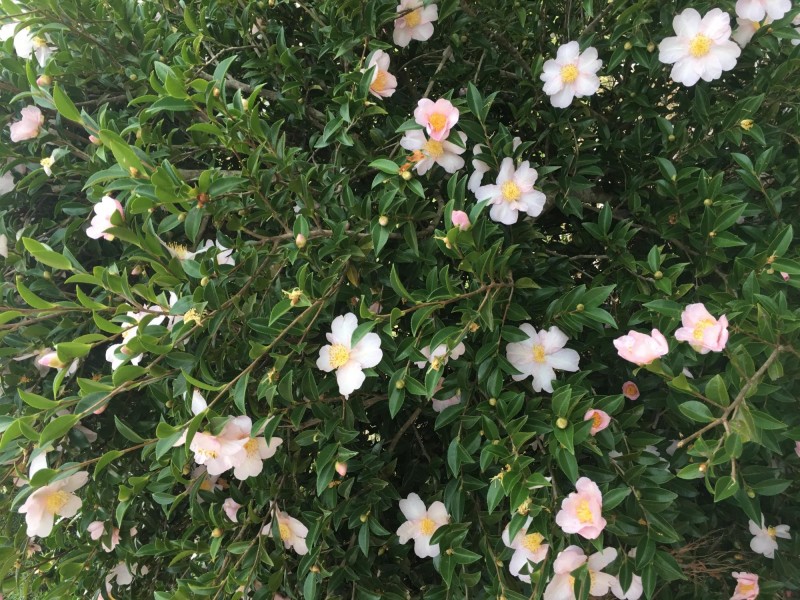 1A Norfolk Boulevard, Tuross Head NSW 2537