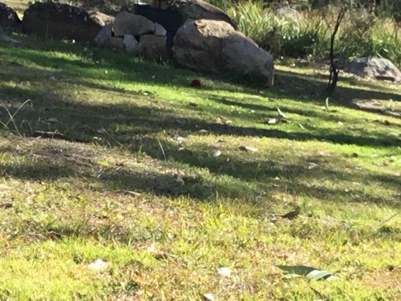 160 Bodalla Park Drive, Bodalla NSW 2545