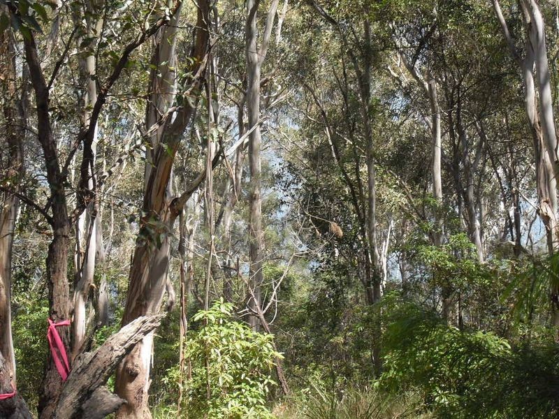 55 Trafalgar Road, Tuross Head NSW 2537