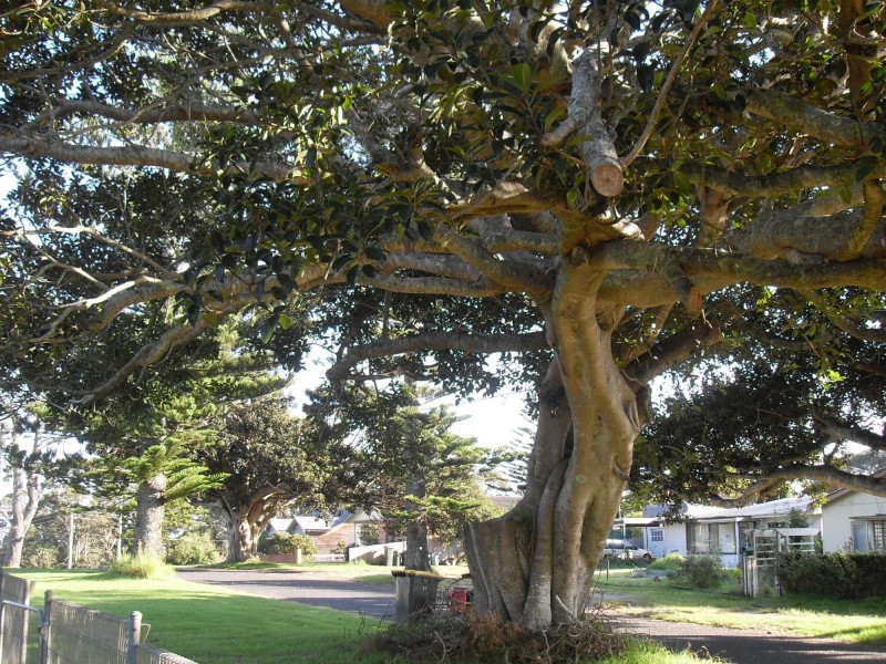 11 Jutland Avenue, Tuross Head NSW 2537