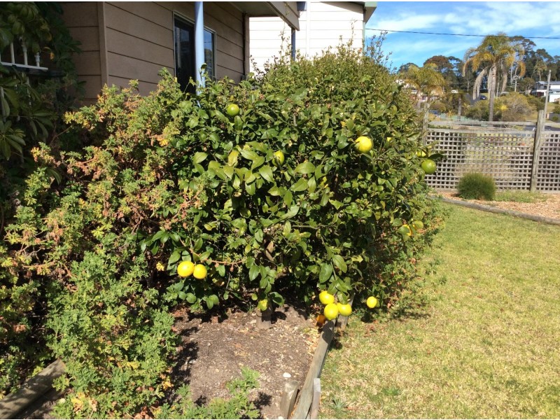 19 Anderson Avenue, Tuross Head NSW 2537