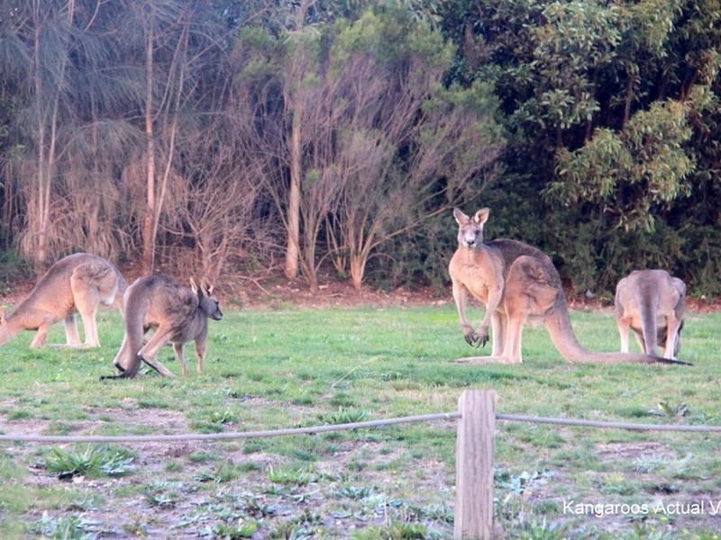 89 Bushman Way, South Morang VIC 3752