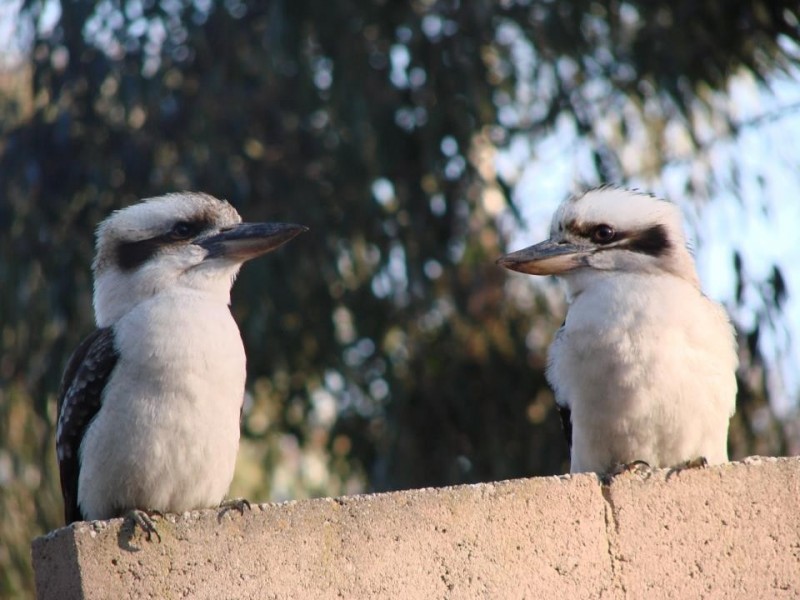 101 Meander Road, Hurstbridge VIC 3099
