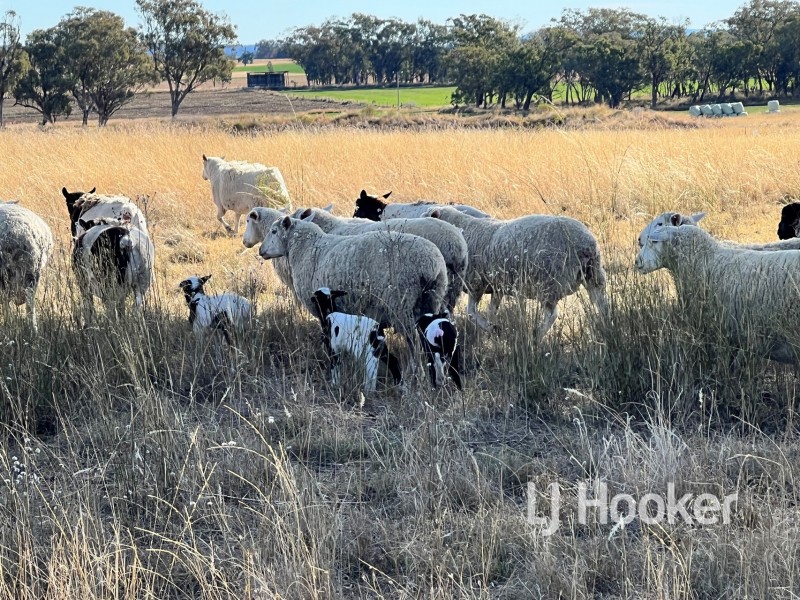 92 Petoria Park Road, Delungra NSW 2403