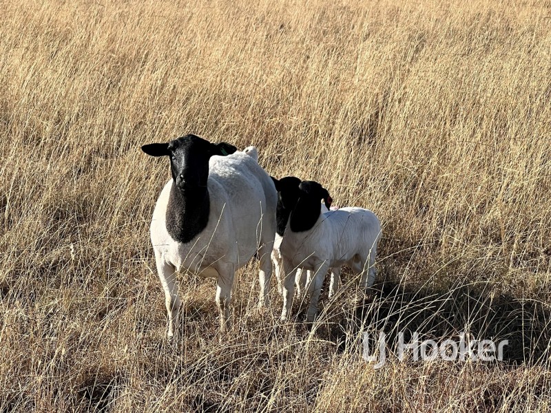 92 Petoria Park Road, Delungra NSW 2403