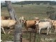 Yetman Road, Inverell NSW 2360
