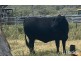 Yetman Road, Inverell NSW 2360
