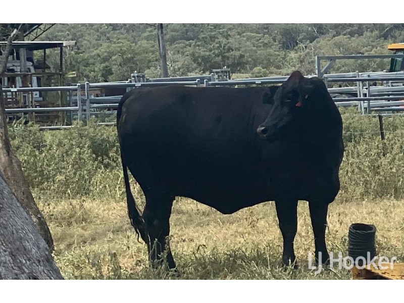 Yetman Road, Inverell NSW 2360