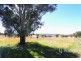 229 Old Bundarra Road, Inverell NSW 2360