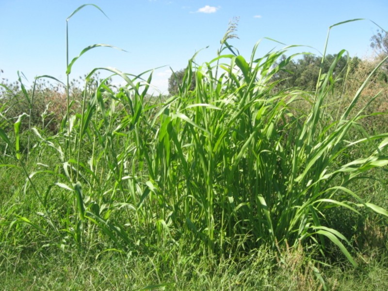 Alan Cunningham Road, Bingara NSW 2404