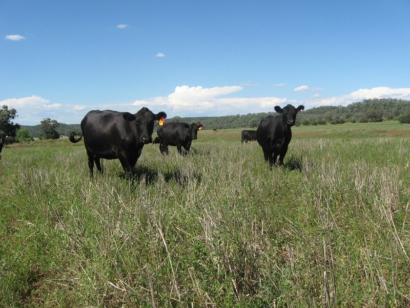 Alan Cunningham Road, Bingara NSW 2404