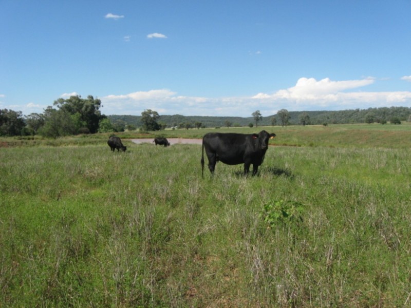 Alan Cunningham Road, Bingara NSW 2404