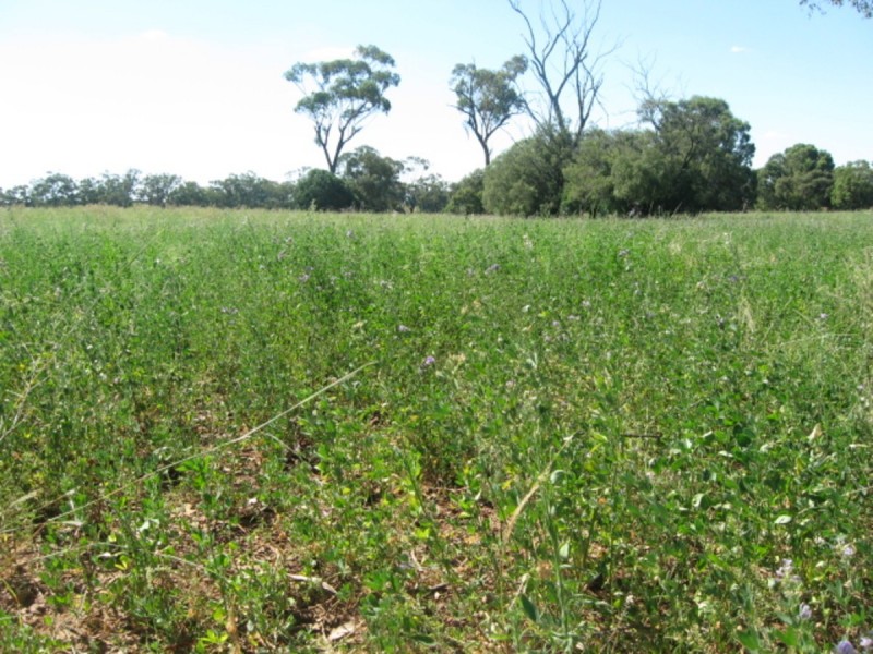 Alan Cunningham Road, Bingara NSW 2404