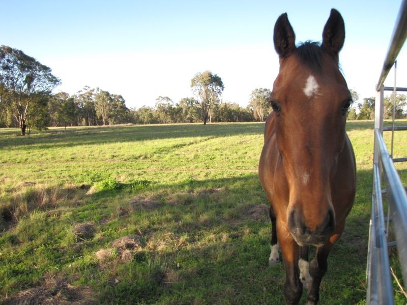 120 Pine Ridge RD, Inverell NSW 2360