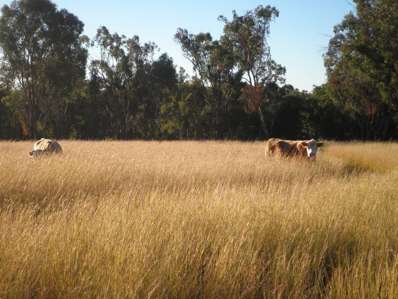 120 Pine Ridge RD, Inverell NSW 2360