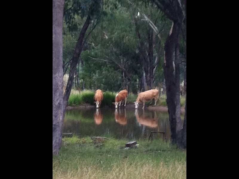 120 Pine Ridge RD, Inverell NSW 2360