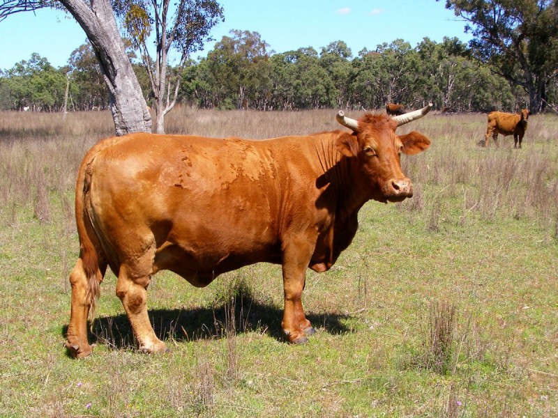 296 Limestone Road, Inverell NSW 2360