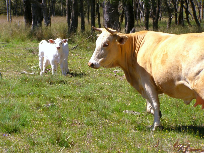 296 Limestone Road, Inverell NSW 2360