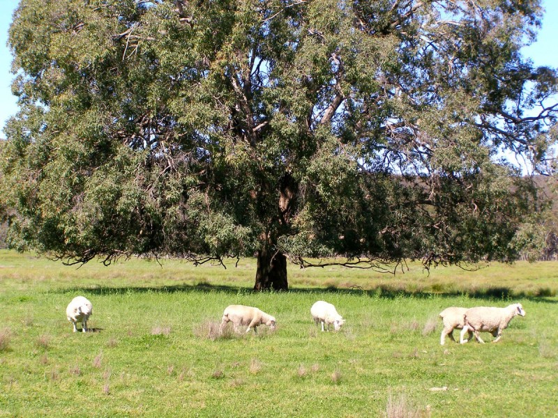 2782 Bonnay Linton Road, Inverell NSW 2360