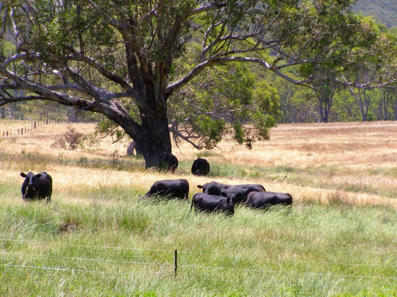 984 Bakers Creek, Bundarra NSW 2359