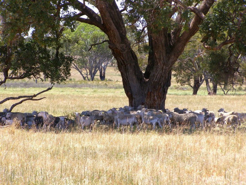 984 Bakers Creek Road, Inverell NSW 2360